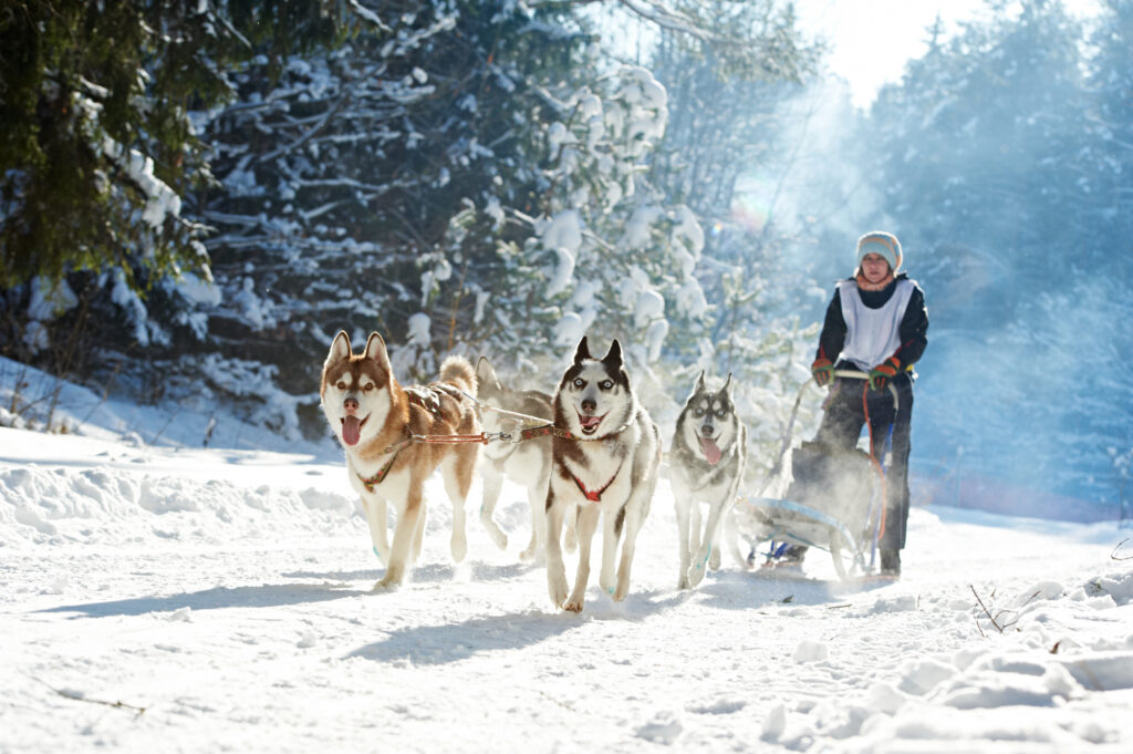 Chiens de traineaux en course sur de la neige